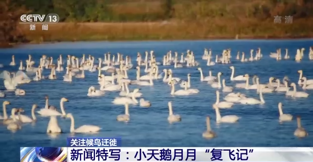 香港全年最全免费资料大全,湖南野生动物追踪,湖南卫星追踪器,湖南追踪器 香港全年最全免费资料大全