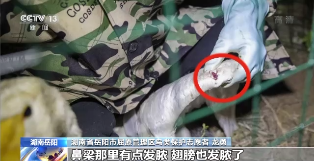 香港全年最全免费资料大全,湖南野生动物追踪,湖南卫星追踪器,湖南追踪器 香港全年最全免费资料大全