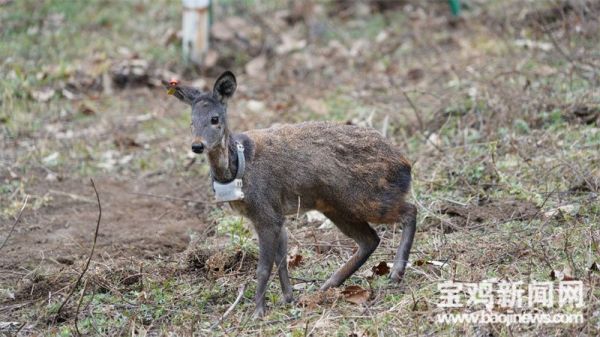 香港全年最全免费资料大全